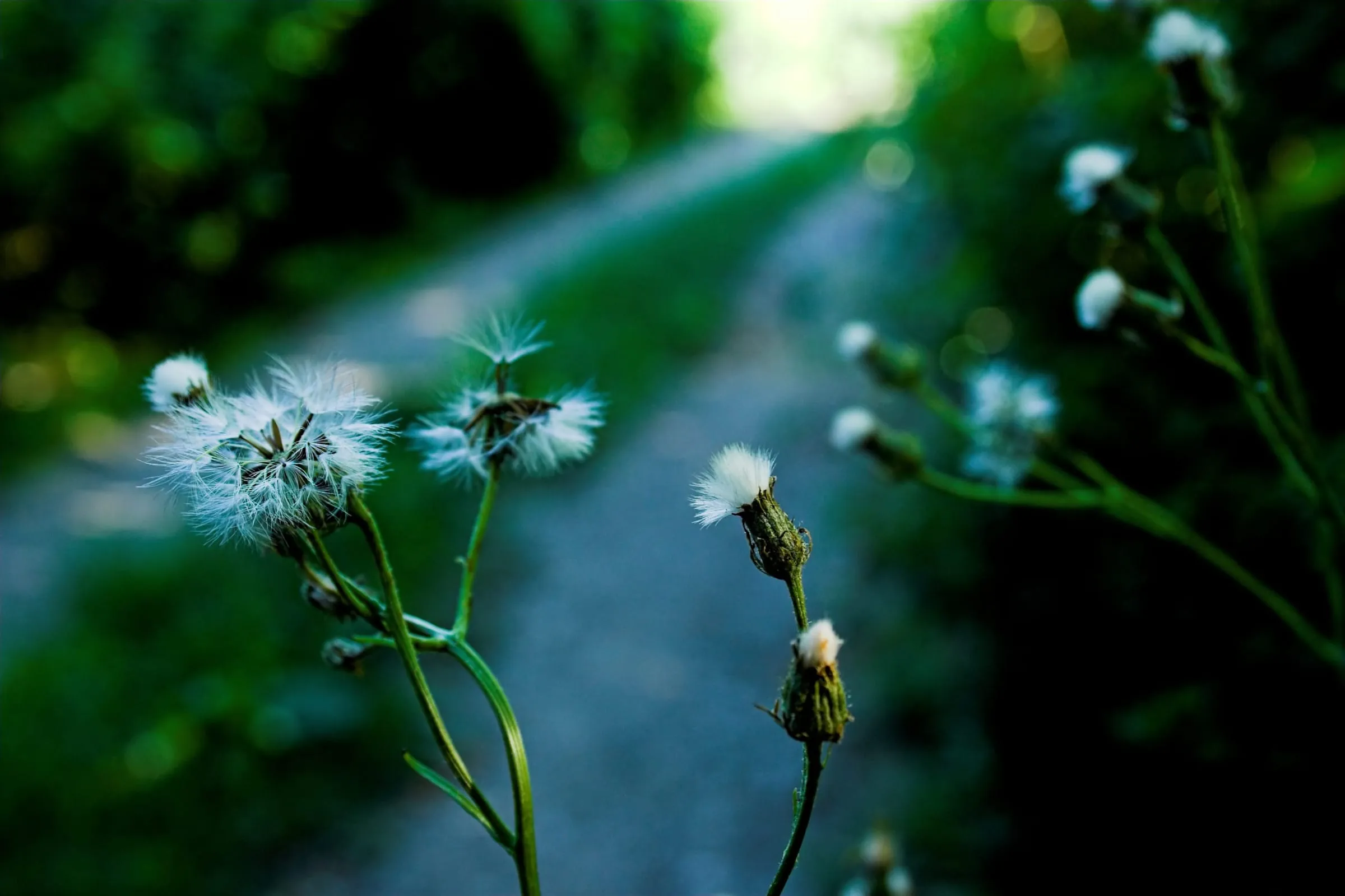 Dandelion seed heads growing beside a path