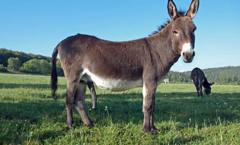 A donkey standing in a green field