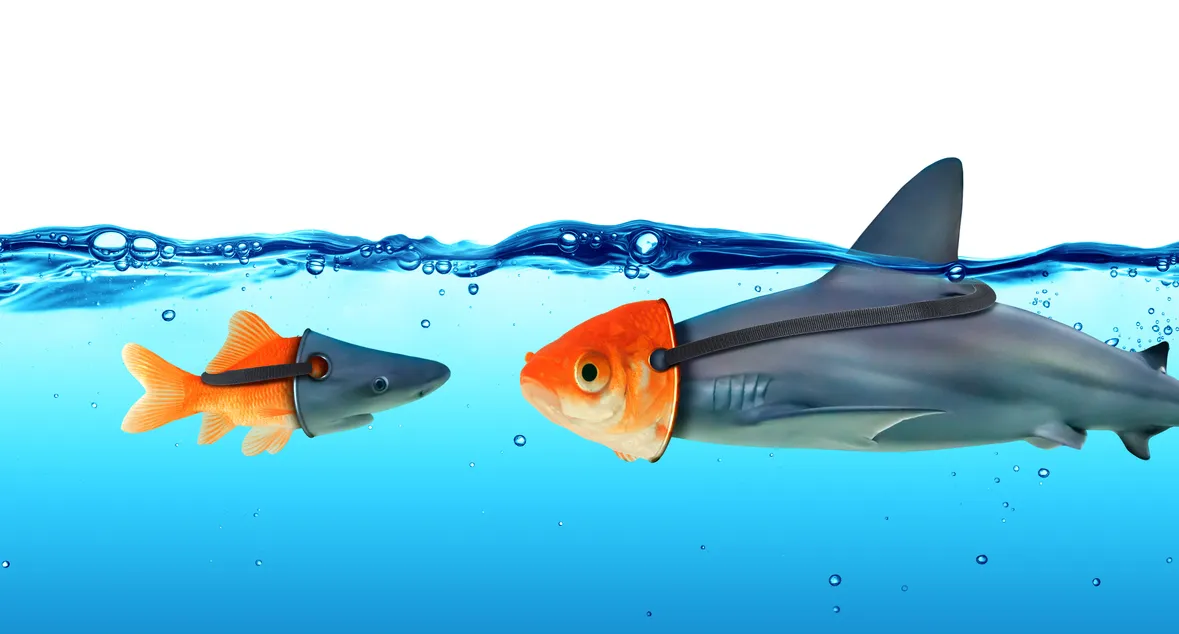 Two goldfish wearing shark costumes facing each other underwater