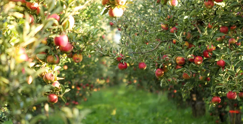 Rows of apple trees heavy with red fruit in an orchard