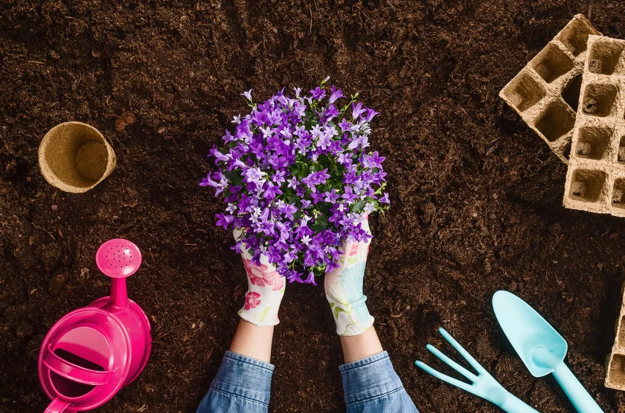 Overhead view of hands planting purple flowers in soil beside a watering can and trowel