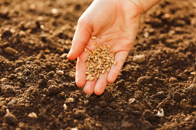 A hand scattering seed over freshly turned soil