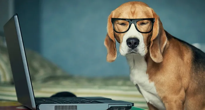 A beagle wearing glasses sitting in front of an open laptop
